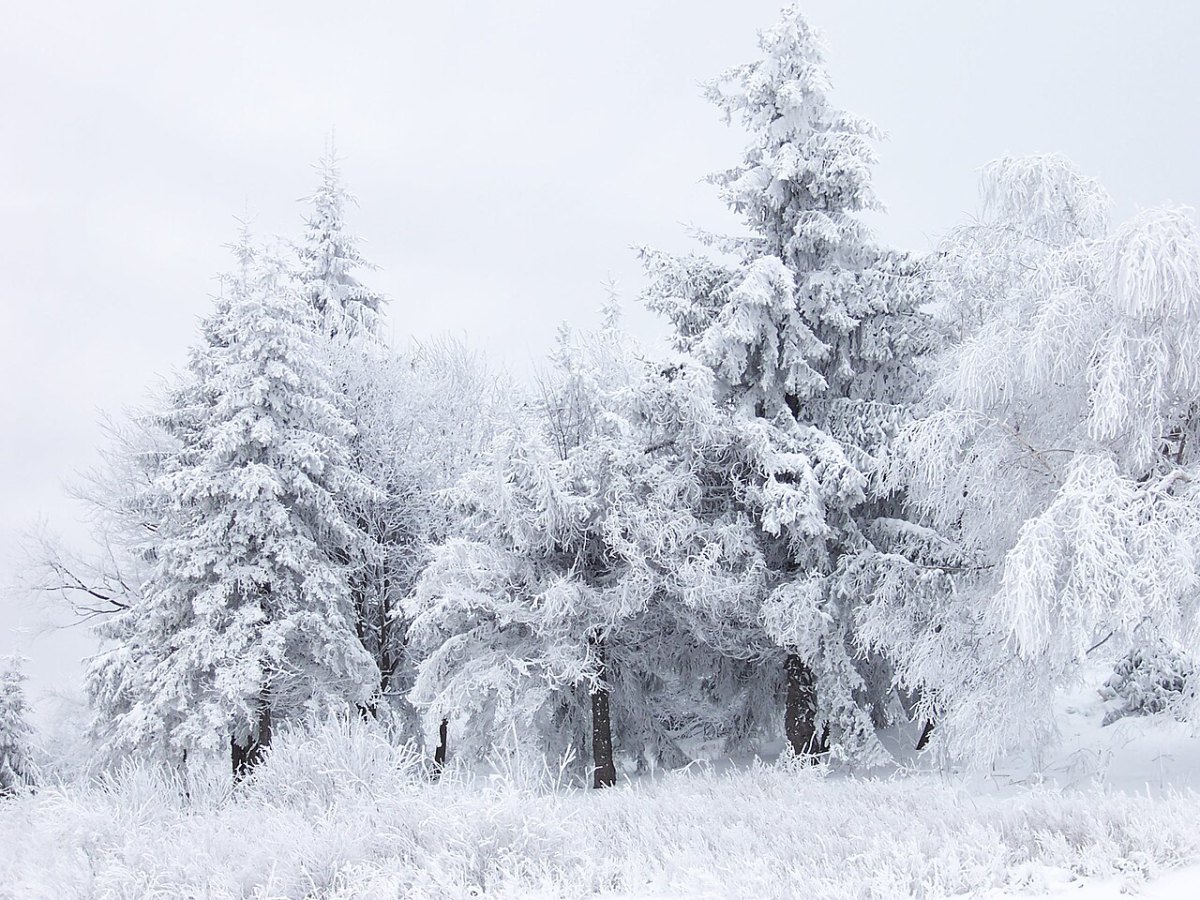 Winter
