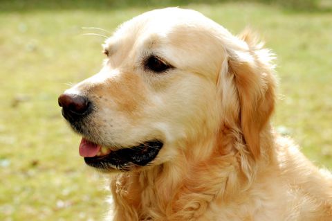 Dogs