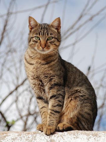 Cats